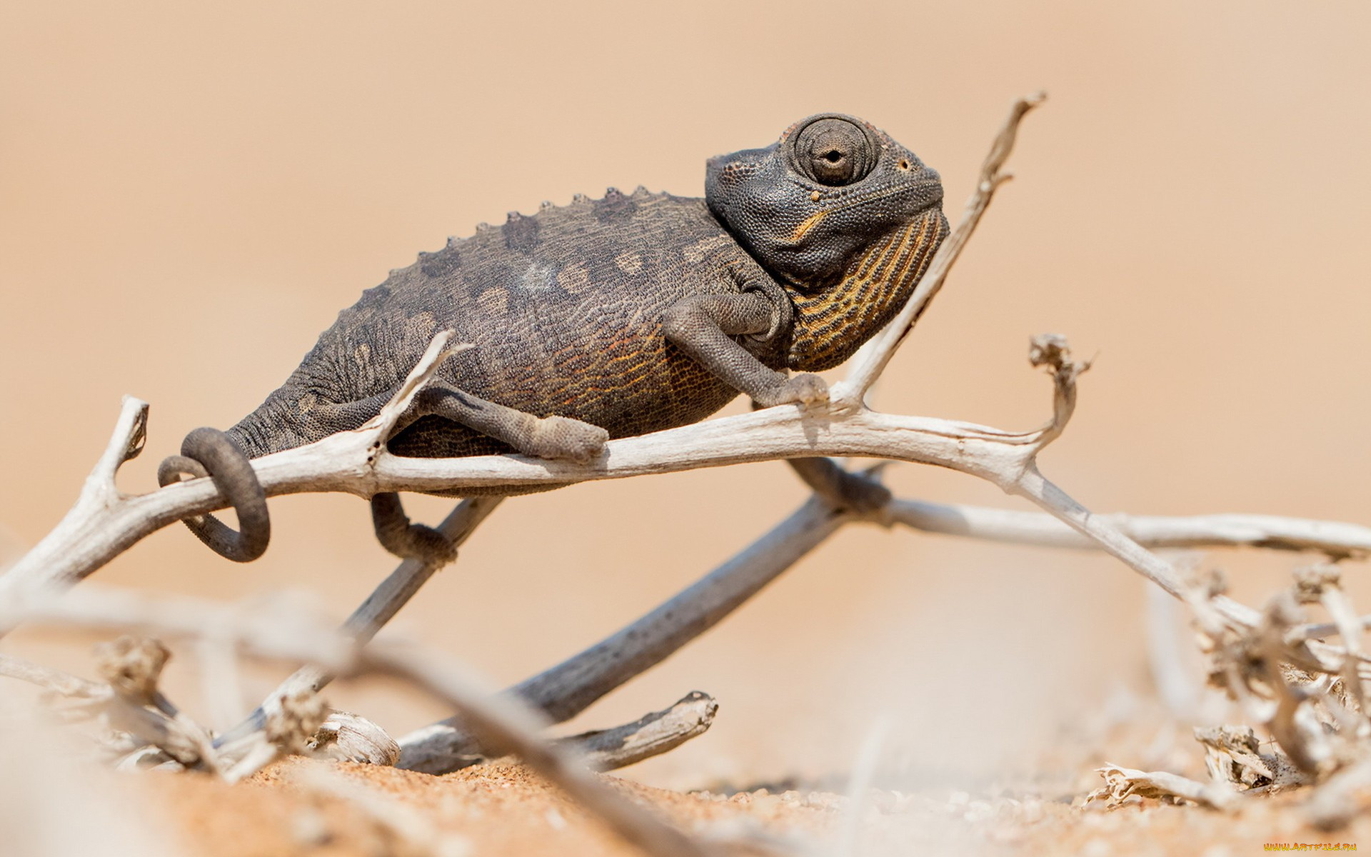 , , , chameleon, 
